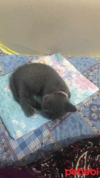 British Shorthair, Kedi  Thor fotoğrafı