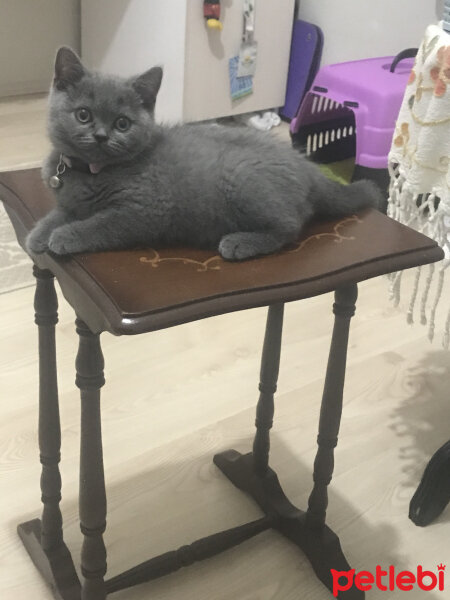 British Shorthair, Kedi  Thor fotoğrafı