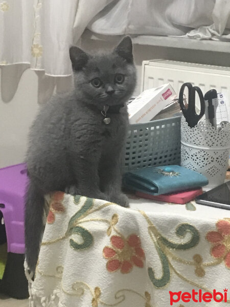 British Shorthair, Kedi  Thor fotoğrafı