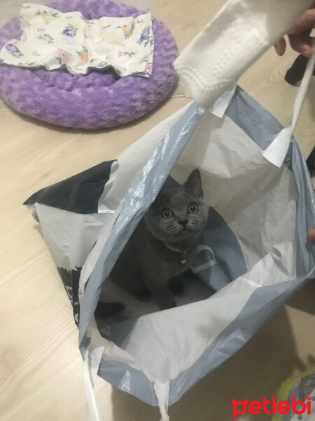 British Shorthair, Kedi  Thor fotoğrafı