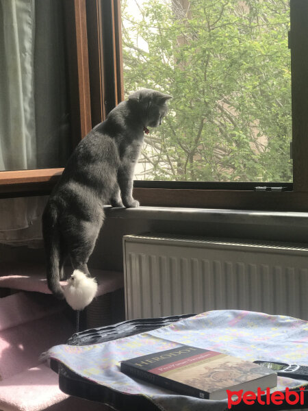 British Shorthair, Kedi  Thor fotoğrafı