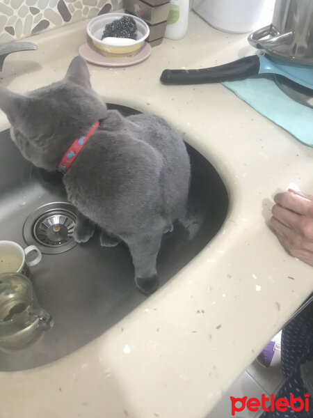 British Shorthair, Kedi  Thor fotoğrafı