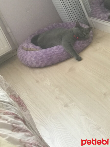 British Shorthair, Kedi  Thor fotoğrafı