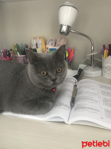 British Shorthair, Kedi  Thor fotoğrafı