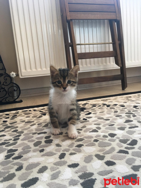 Tekir Kedi, Kedi  Paşa fotoğrafı