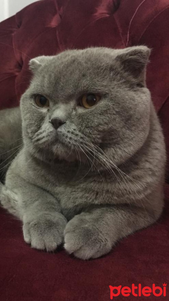 Scottish Fold, Kedi  Duman fotoğrafı