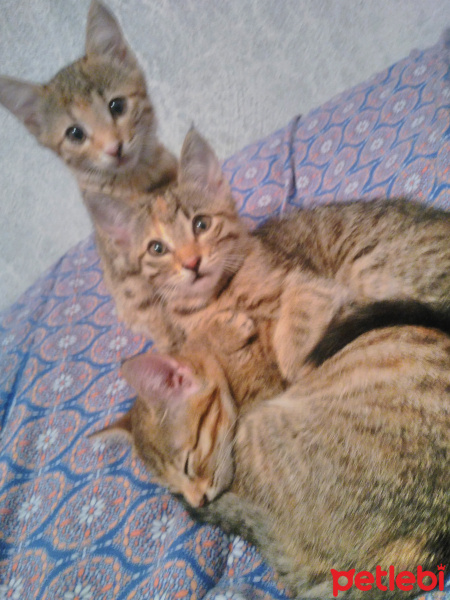 Tekir Kedi, Kedi  Afrodit fotoğrafı