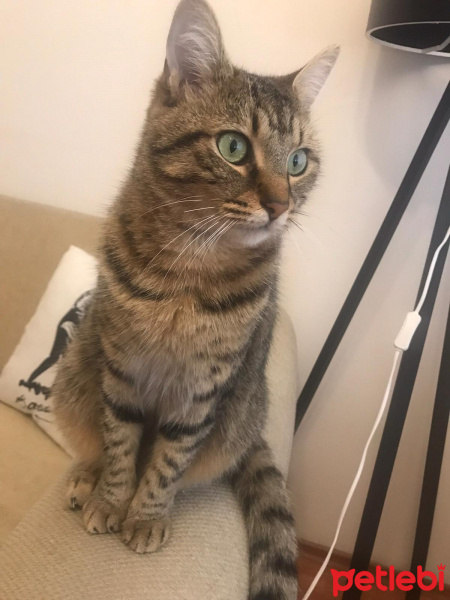 Tekir Kedi, Kedi  Kömür fotoğrafı