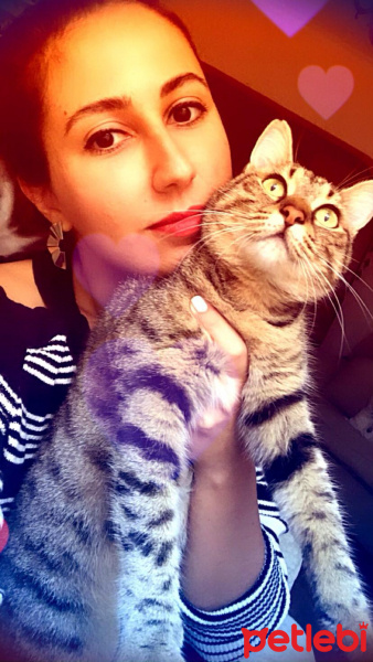 Tekir Kedi, Kedi  Kömür fotoğrafı