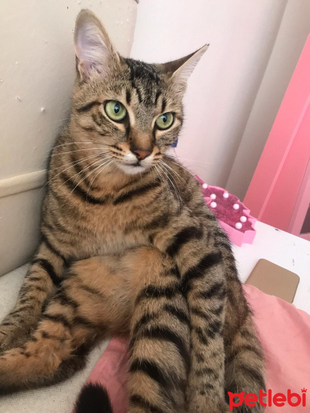 Tekir Kedi, Kedi  Kömür fotoğrafı
