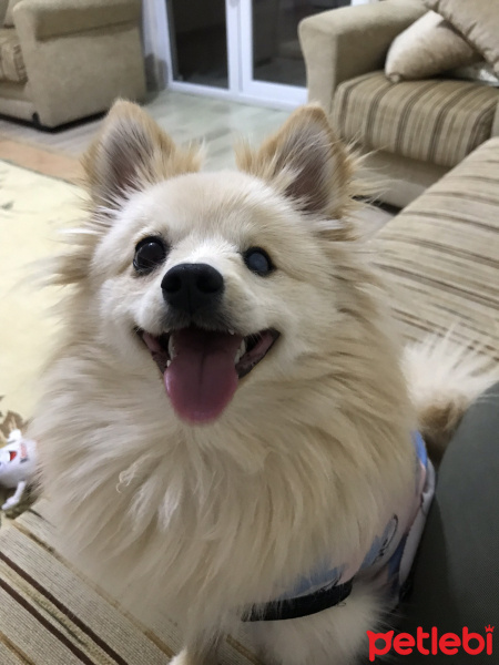 Pomeranyalı, Köpek  Shila fotoğrafı