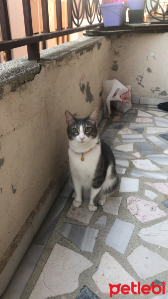 Abyssinian, Kedi  Mutlu fotoğrafı