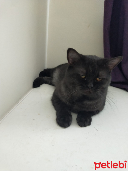 British Shorthair, Kedi  ECEVİT fotoğrafı