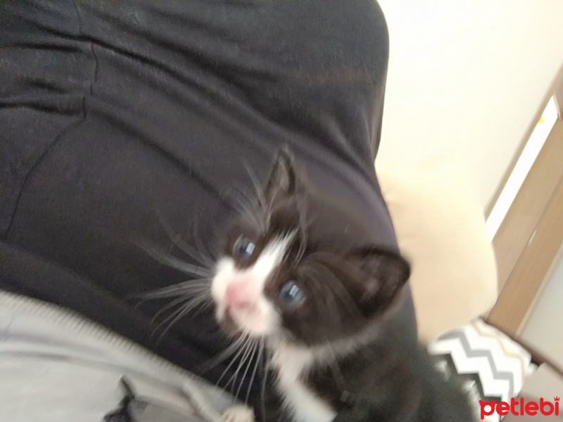 Tekir Kedi, Kedi  Tom fotoğrafı