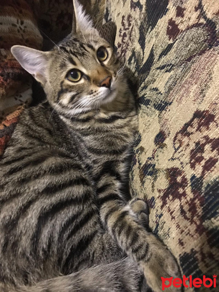 Tekir Kedi, Kedi  miyu fotoğrafı
