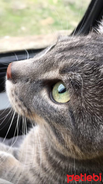British Shorthair, Kedi  Diego fotoğrafı