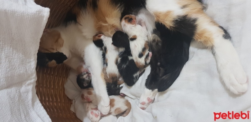 Tekir Kedi, Kedi  Badem fotoğrafı