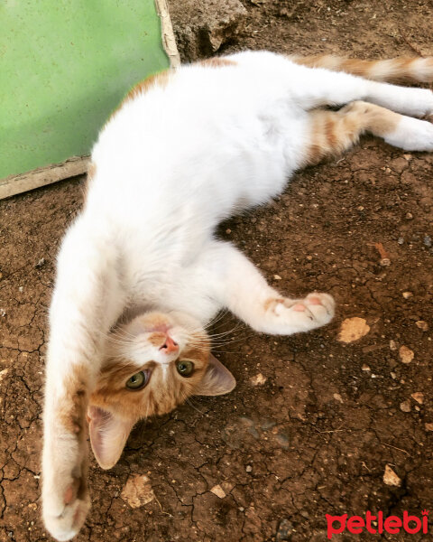 Norwegian Forest, Kedi  Mia fotoğrafı