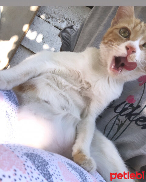 Norwegian Forest, Kedi  Mia fotoğrafı