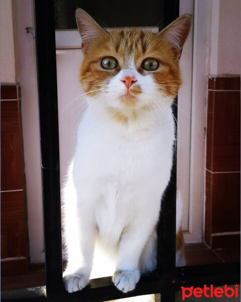 Norwegian Forest, Kedi  Mia fotoğrafı