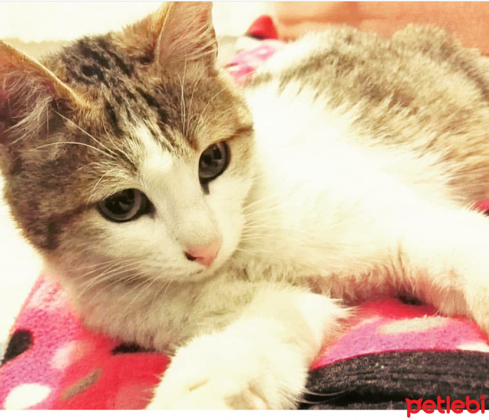 Tekir Kedi, Kedi  Șero fotoğrafı