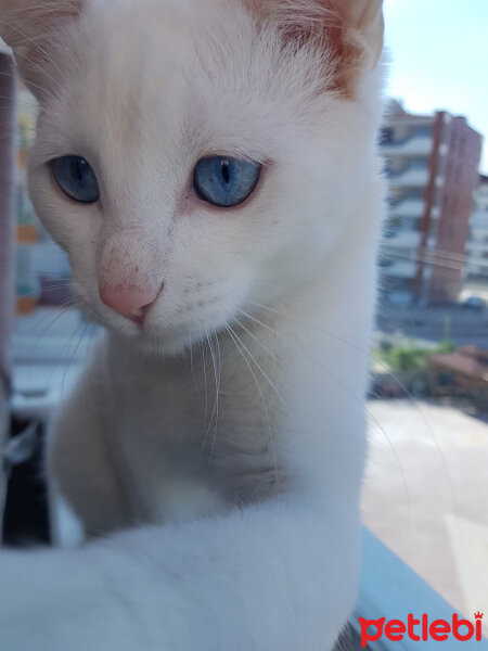 Ankara Kedisi, Kedi  Kral fotoğrafı