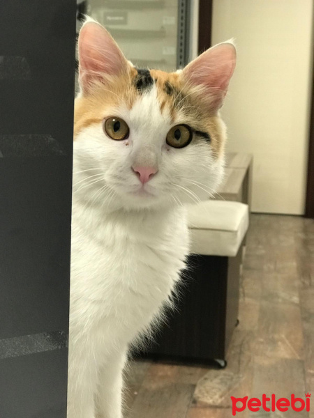 Munchkin, Kedi  TARÇIN fotoğrafı