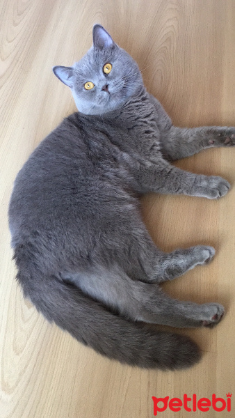 British Shorthair, Kedi  Çakıl fotoğrafı
