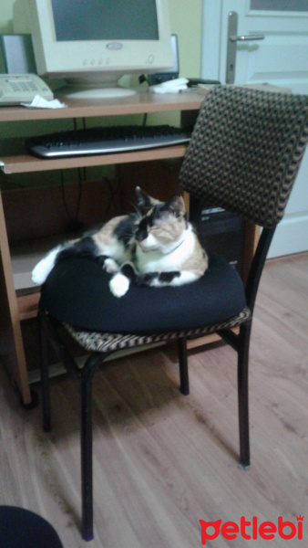 Sarman, Kedi  Yıfkı fotoğrafı