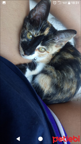 Sarman, Kedi  Yıfkı fotoğrafı