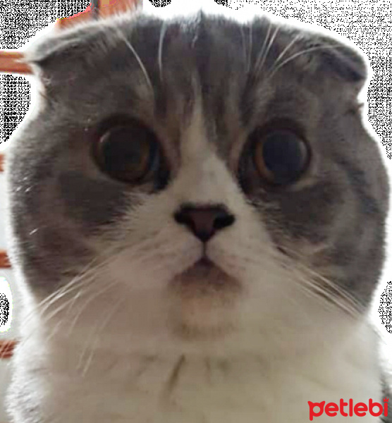 Scottish Fold, Kedi  Müjgân fotoğrafı