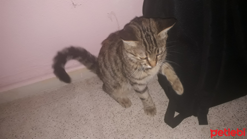 Tekir Kedi, Kedi  Minnos fotoğrafı