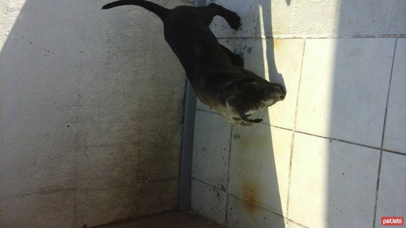 Labrador Retriever, Köpek  zeytin fotoğrafı