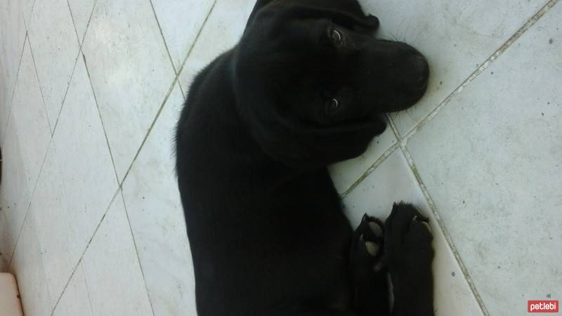 Labrador Retriever, Köpek  zeytin fotoğrafı