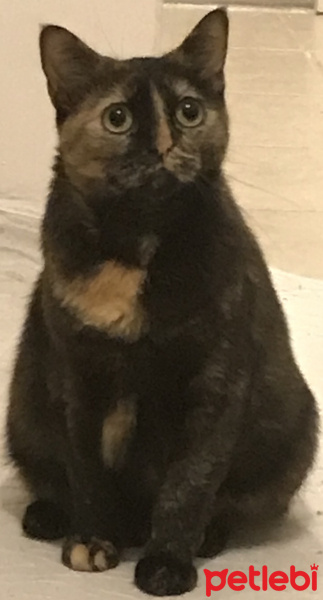 Sarman, Kedi  Loser fotoğrafı