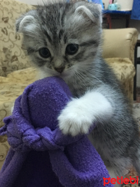 Scottish Fold, Kedi  Ersin fotoğrafı
