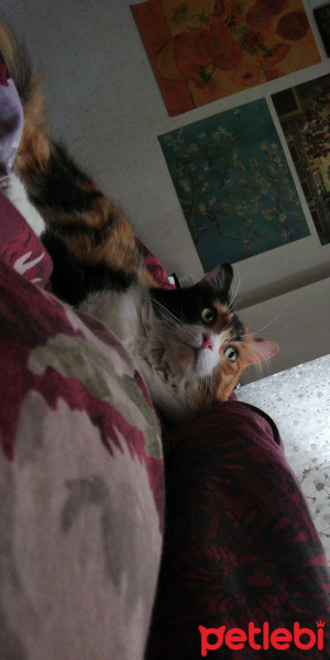 Ragdoll, Kedi  Elvis fotoğrafı
