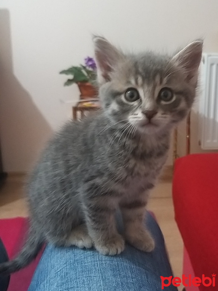American Shorthair, Kedi  Maya fotoğrafı