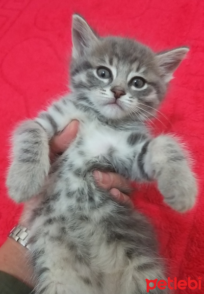 American Shorthair, Kedi  Maya fotoğrafı