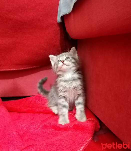 American Shorthair, Kedi  Maya fotoğrafı