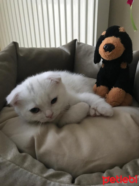 Scottish Fold, Kedi  Fıstık fotoğrafı