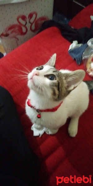 Tekir Kedi, Kedi  Artur fotoğrafı