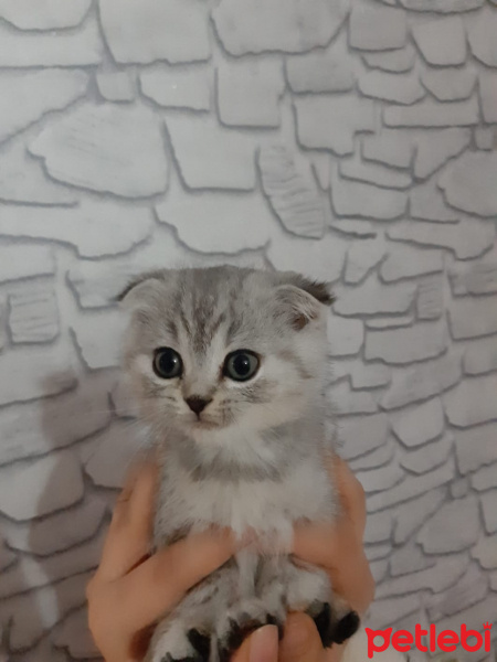 Scottish Fold, Kedi  BOB fotoğrafı