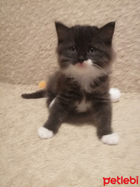 Exotic Shorthair, Kedi  Arya fotoğrafı