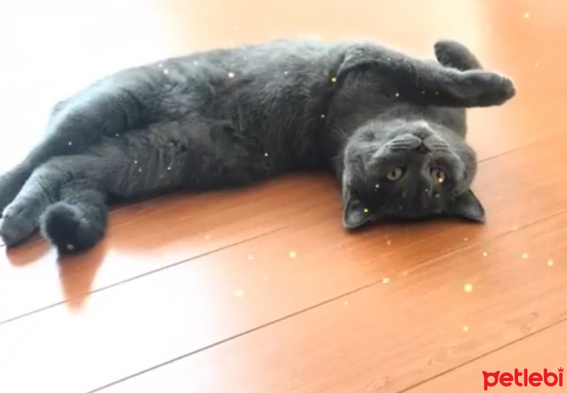 British Shorthair, Kedi  Tesla fotoğrafı