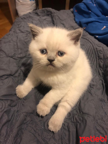 Scottish Fold, Kedi  BRITISH fotoğrafı