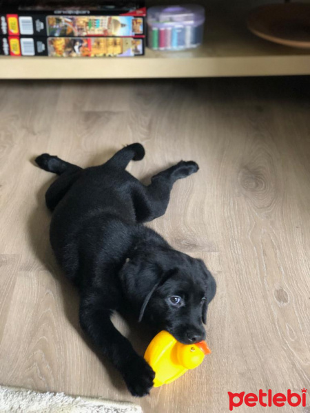 Labrador Retriever, Köpek  Blackberry fotoğrafı