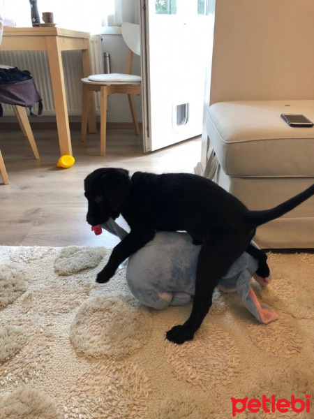 Labrador Retriever, Köpek  Blackberry fotoğrafı