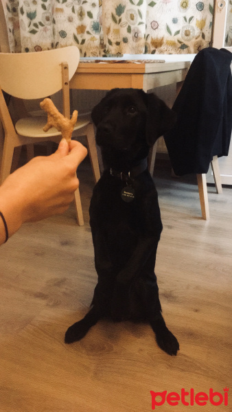 Labrador Retriever, Köpek  Blackberry fotoğrafı