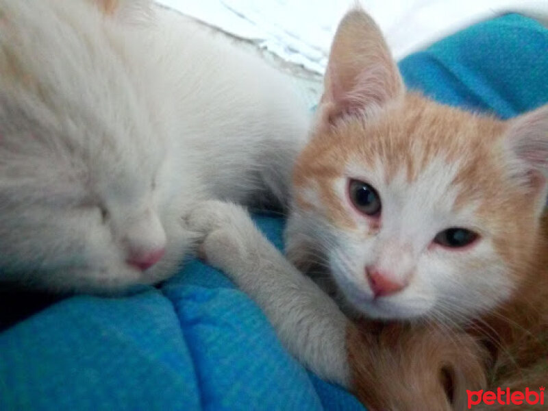 Ankara Kedisi, Kedi  haydar ile cabbar fotoğrafı